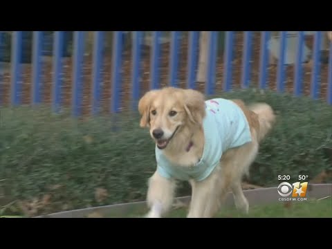 Video: Løsningen for kjedelig domstolsprogrammering? Sjarmerende hunden Reenactments! [Video]