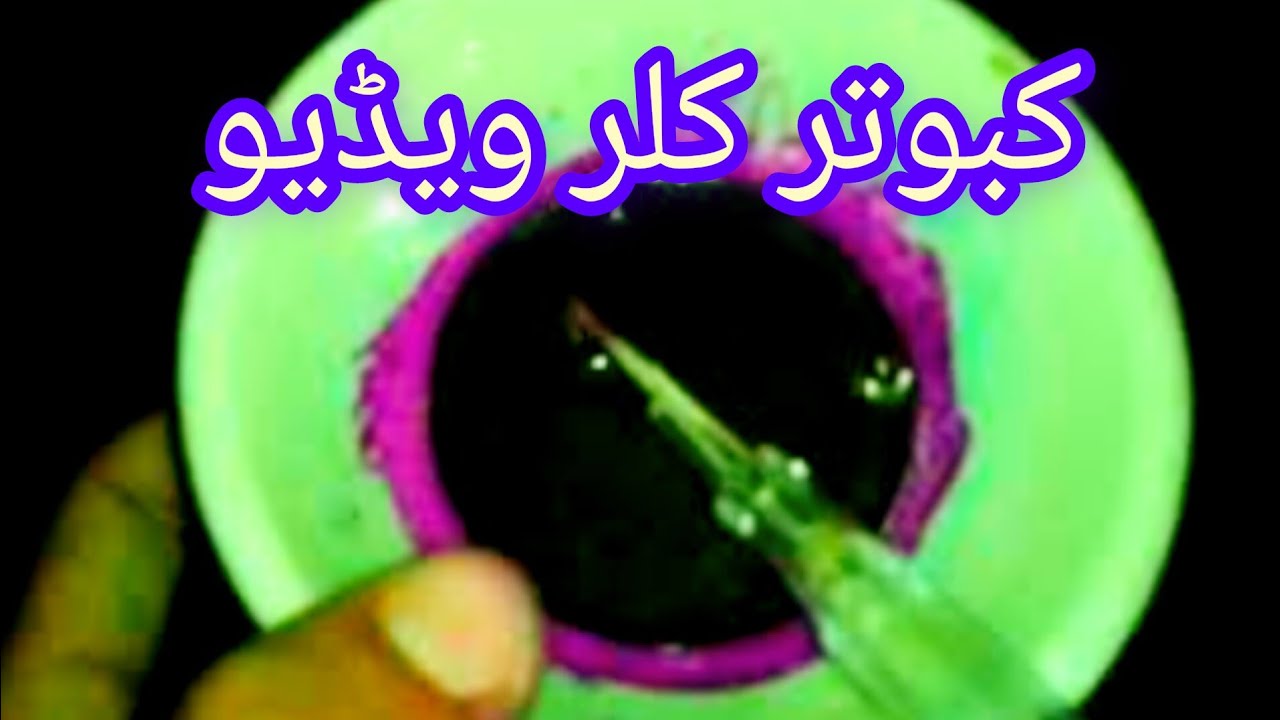 Kabutar Colour 🖌️🎨 Kabooter ko Colour kaise lagaye🎨🖌️ kabootar ke