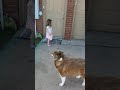 Australian Shepherd (Cinnamon) reunited with her Owner after 6 months