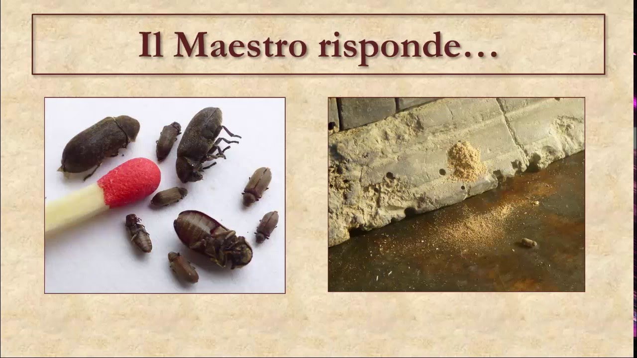 Come fare il trattamento antitarlo efficace e economico youtube Come eliminare le tarme dai mobili
