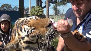 Giant Tiger Takes Bottle as Baby