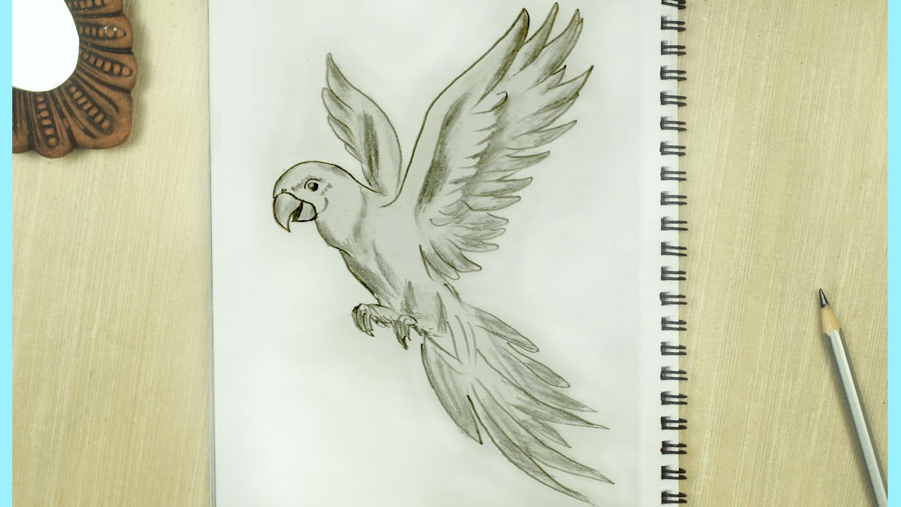 How To Draw A Parrot Flying