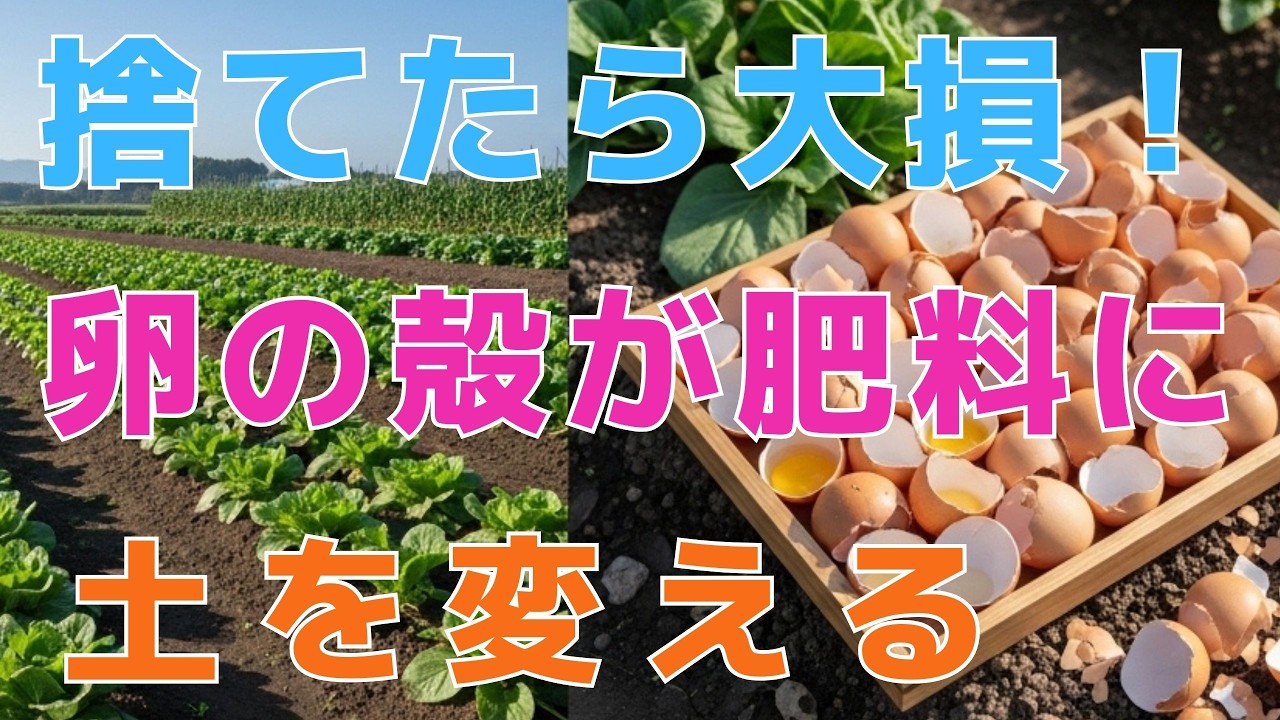 【99％が勘違い】 まだ捨てると損する。卵の殻が“肥料以上の土づくり”に変わる裏ワザを今日から試して