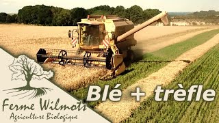 Moisson du blé + trèfle culture associée bio