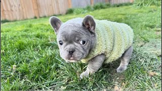 Tiny Frenchie is scared when her big dog friend blocks her path. Arwen ep1