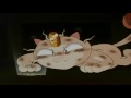 Meowth learns to talk