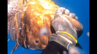 The huge winter groupers' rock | Greece spearfishing