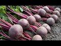 How to Harvest Red Beet? - Red Beet Farming & Red Beet Harvesting - Red Beet modern agriculture