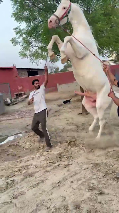 padam ❤️ 🐴#horse #veralevelvideo #shonkpunjabde #vilogpigeon #horseriding #nukra #trending #pubg