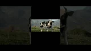 бой коровы 1серия #корова #молоко