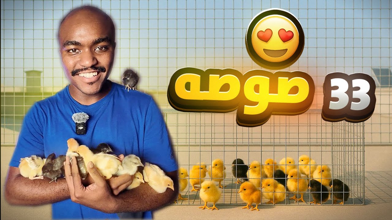 كيف لو تربي ٣٣ صوصه في البيت ؟؟