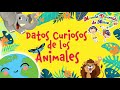 Datos Curiosos de los Animales - Curiosidades de Animales (Videos Educativos para Niños)