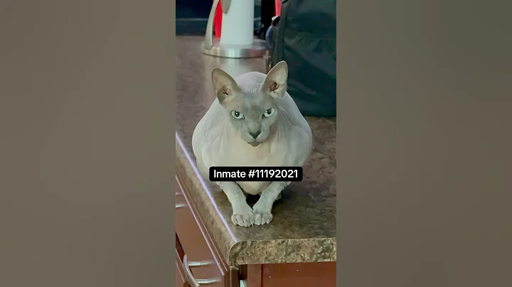 Watch the video about Luna #cat #catbreed #azolivas #sphynxcats #sphynx