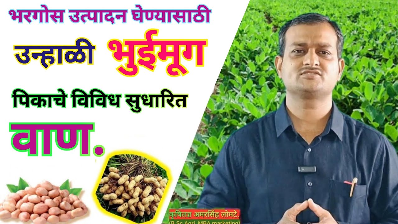 उन्हाळी भुईमूगाचे विविध सुधारित वाण.!