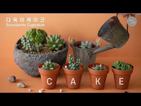       Succulents Cupcakes  