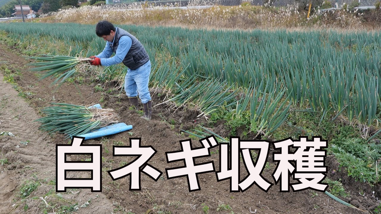 堀取り機からの白ネギ収穫20/11/27#1112 - YouTube