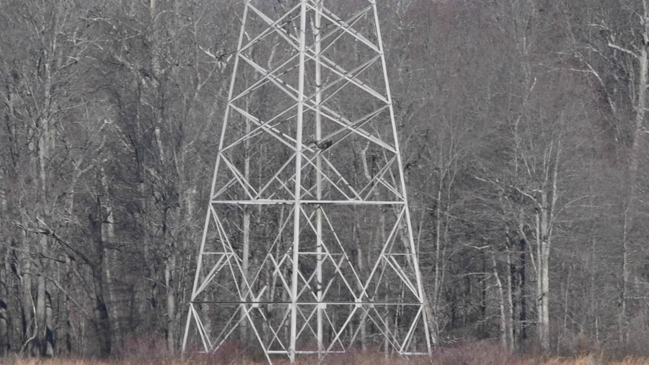 Eagle Fishing Slow Motion - Mercer County Park, NJ