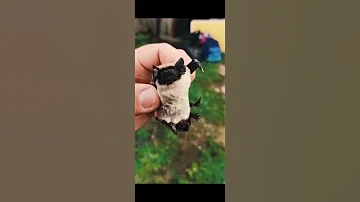 Летучая мышь по имени Олежка