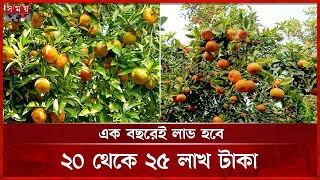 ইউটিউব দেখে কমলা চাষ, আর তাতেই বাজিমাত | Orange cultivation | Jhenaidah News | Somoy TV screenshot 2