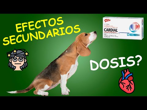 Video: Síntomas de la sepsis en perros