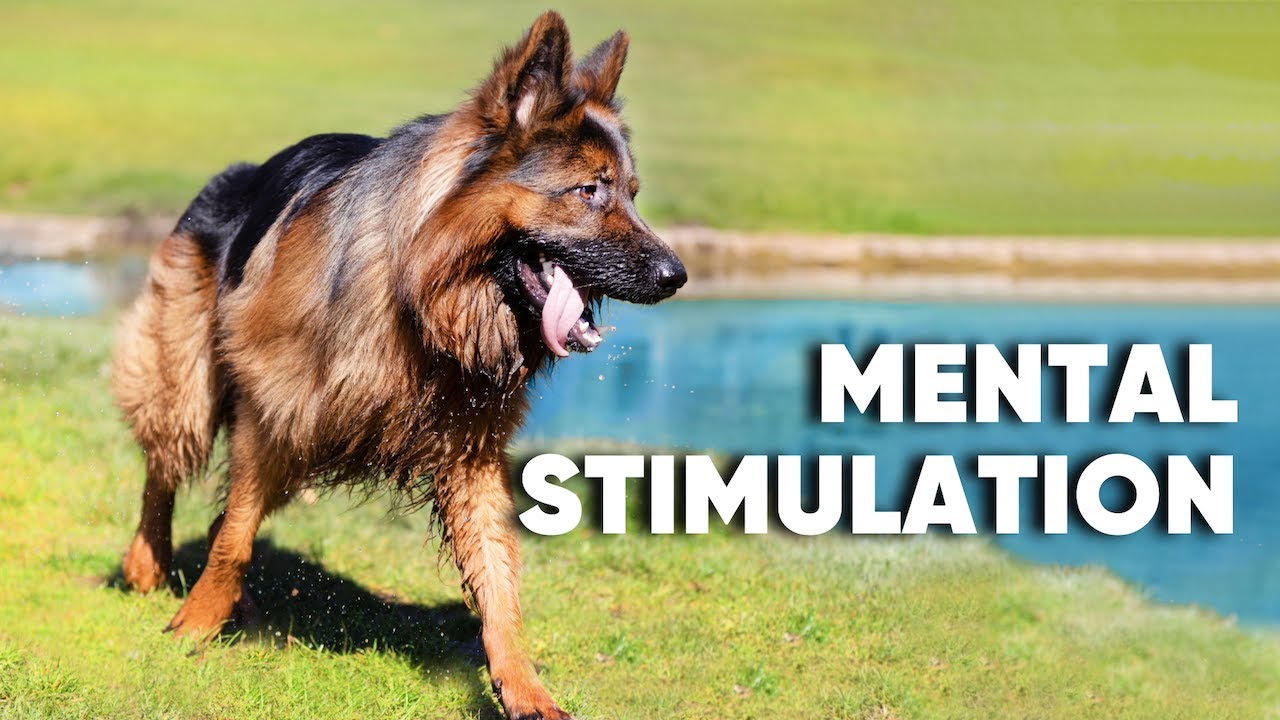 Easy Dog BRAIN Game YouTube