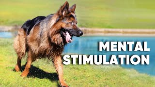 Easy Dog BRAIN Game