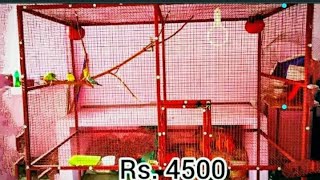 Love Bird Cage making || how to make Bird Cage at Home || Love Bird Cage