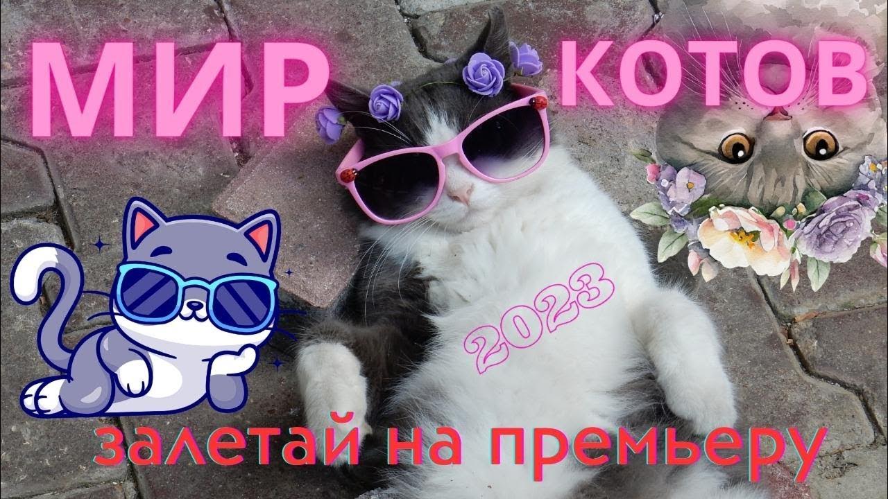 Этот кошачий мир. Мир кошек и котов, это другая вселенная. Будем ...