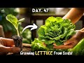 7 HACKS - Growing Lettuce From Seeds! (IN POTS)