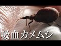 【サシガメ】~恐怖の吸血カメムシ~【シャーガス病】