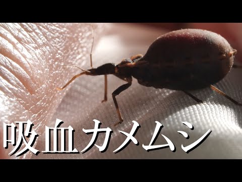 【サシガメ】~恐怖の吸血カメムシ~【シャーガス病】