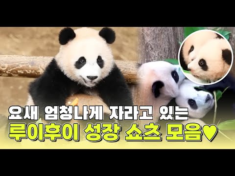 요새 엄청나게 자라고 있는 루이후이 <strong>성장</strong> <strong>쇼츠</strong> 모음집