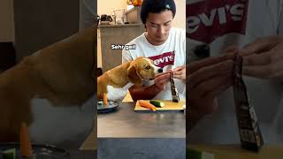 Cooking with Beagle Nami Edition