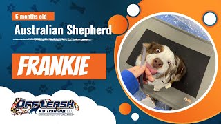 Australian Shepherd~ Frankie~Off Leash K9 Training Maryland~ 2 Week Board & Train Program by Off Leash K9 Training Maryland 6 views 1 month ago 6 minutes, 37 seconds