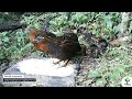 Perdiz colorada - Odontophorus hyperythrus
