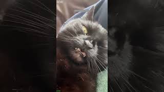 Crying Cat loses badly - Cat Life 😻 So Lovely!