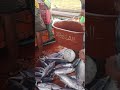 Kilo Mona kimi ng esda para maidelever na sa fisfort #fishing #fish 