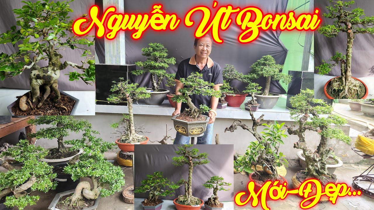 NGUYỄN ÚT | #0385845428 | MỚI ĐẸP KIM QUÝT BONSAI THÀNH PHẨM, TRUNG NU ĐẸP, LINH SAM, KHẾ GÂN, SI ĐỎ