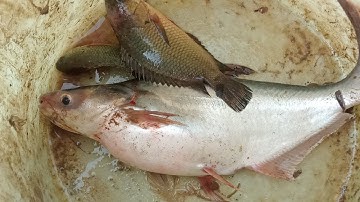 Câu Cá Rô Đồng Thử Câu Cần Dài Ở Kênh Nhỏ Đụng Ngay Em Cá Tra Và Thành Quả.