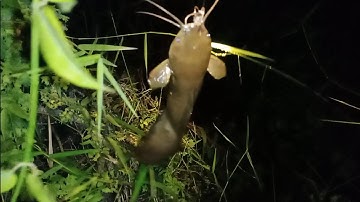 Câu cá rô đồng, trê vàng: điểm mới cá quá ngon, dựt là phải sướng.