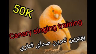 Canary Singing  training. بهترین تمرین صدای قناری Kanarienvögel