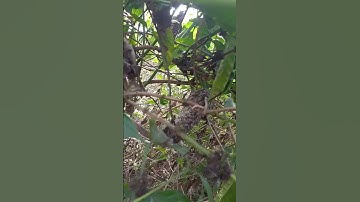 Tổ ong này là ong gì vậy #ongrừng #ongruồi #ongruoi #fyp #foryou #nongngiep #fruit #kpop #vairal