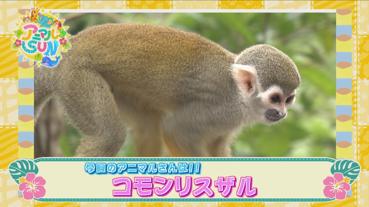 Animal SUN [Common Squirrel Monkeys at Neo Park Okinawa!] - YouTube