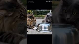 Cat Prank Gone Wrong 🤣 #cat