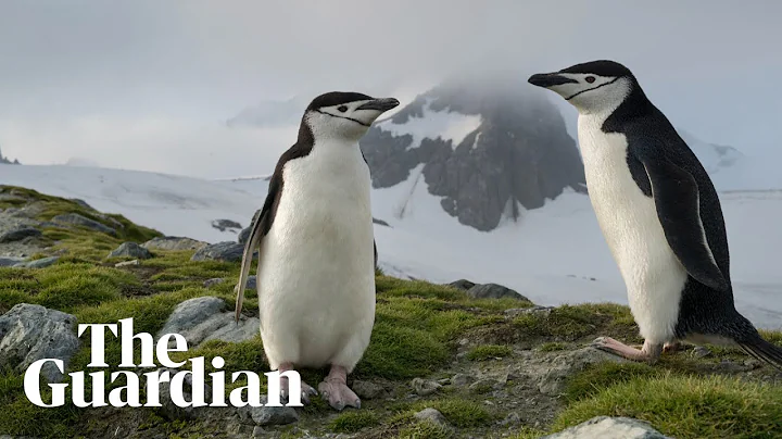 Antarctica, climate change and a tale of two penguins