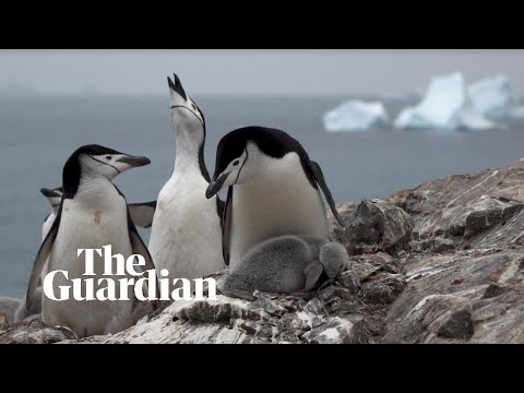 انٹارکٹیکا، موسمیاتی تبدیلی اور دو پینگوئن کی کہانی