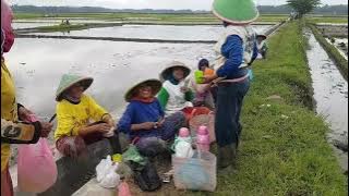 MUSIM TANAM PADI/ IBU IBU BERAKSI/rasan rasan/makan bersama disawah/Tandur terakhir