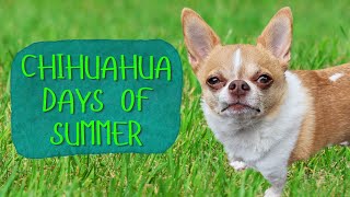 Chihuahua Days of Summer