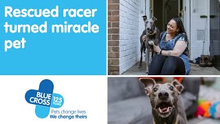 Rescued racer turned miracle pet by Blue Cross UK 57,535 views 2 years ago 2 minutes, 22 seconds