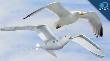 Robotic Bird Takes Flight